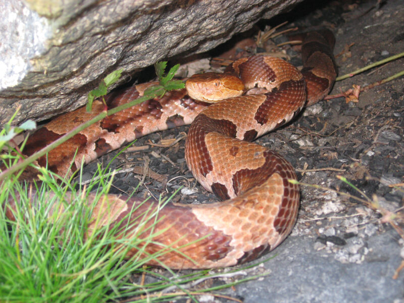 Can a Copperhead Kill You? Understanding the Risks