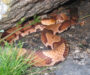 Can a Copperhead Kill You? Understanding the Risks