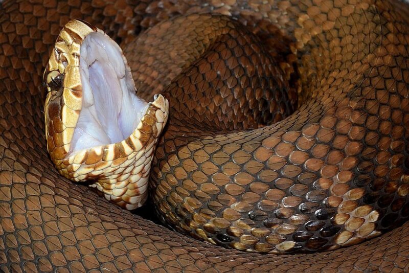 Can a Cottonmouth Kill You? Understanding the Risks