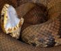 Can a Cottonmouth Kill You? Understanding the Risks