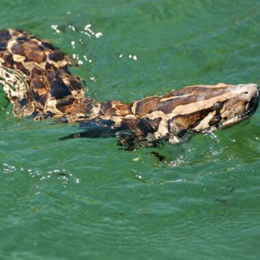 Can Ball Pythons Swim? Understanding Their Aquatic Behavior