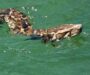 Can Ball Pythons Swim? Understanding Their Aquatic Behavior