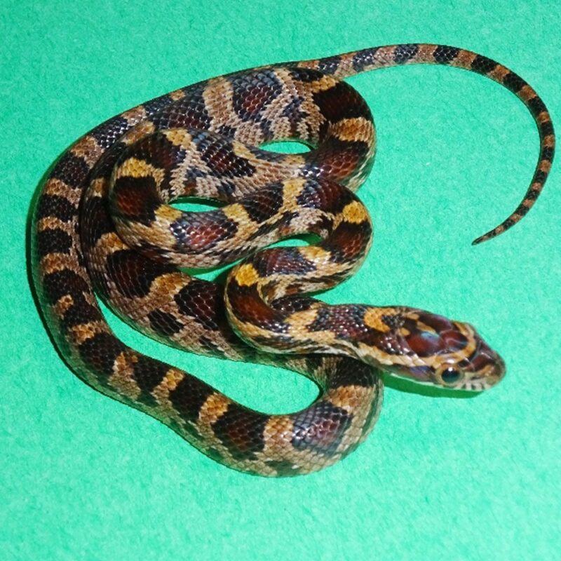 Can Corn Snakes Eat Crickets? A Complete Guide