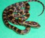 Can Corn Snakes Eat Crickets? A Complete Guide