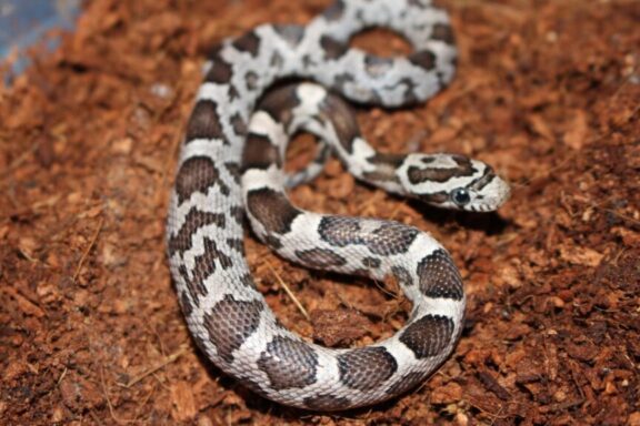 Can Corn Snakes Live Together? Essential Insights for Owners