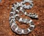 Can Corn Snakes Live Together? Essential Insights for Owners