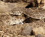 Can Snakes Bite Through Rubber Boots? Understanding Risks
