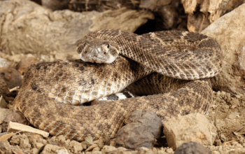 Can Snakes Bite Through Rubber Boots? Understanding Risks