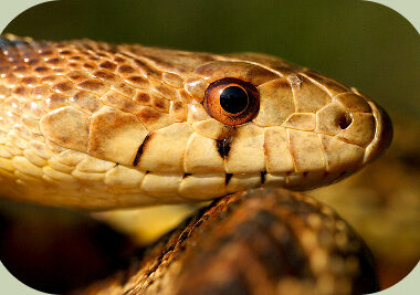 Can Snakes Blink? Understanding Their Unique Eyes