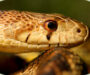 Can Snakes Blink? Understanding Their Unique Eyes