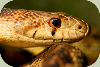 Can Snakes Blink? Understanding Their Unique Eyes