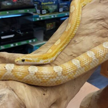 Can Snakes Get Fat? Understanding Obesity in Snakes