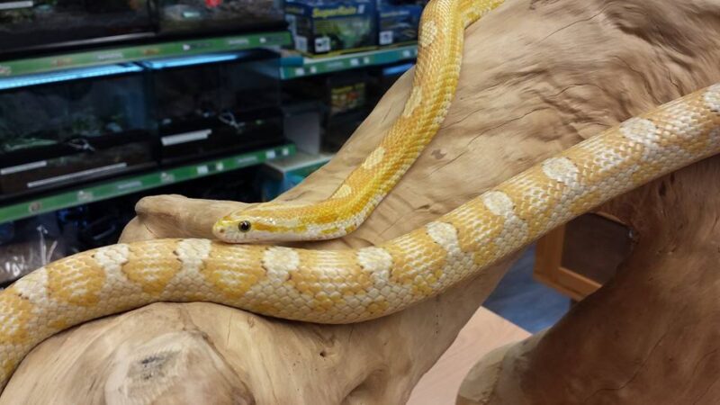 Can Snakes Get Fat? Understanding Obesity in Snakes