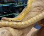 Can Snakes Get Fat? Understanding Obesity in Snakes