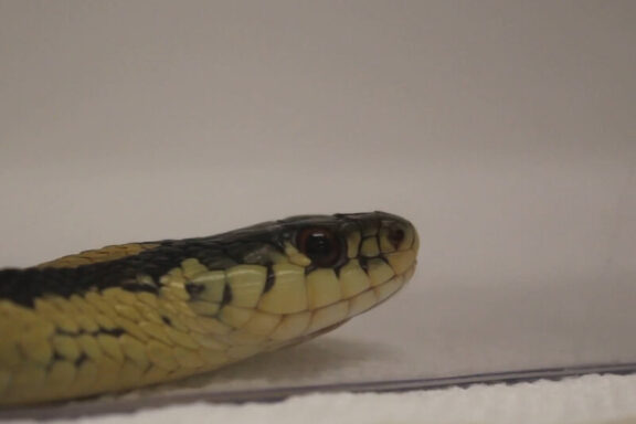 Can Snakes Recognize Their Owners? Understanding Snake Behavior