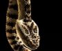 Can You Defang a Snake? Understanding the Risks and Ethics