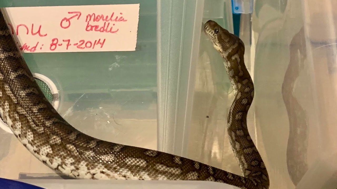 Can You Train a Snake? Understanding Snake Behavior and Care