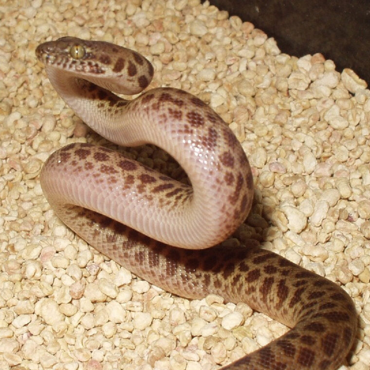 Breeding Ball Pythons: A Comprehensive Guide for Beginners