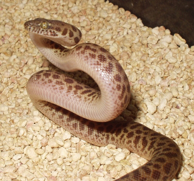 Children's Python Care: Essential Tips for New Owners