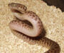 Children’s Python Care: Essential Tips for New Owners