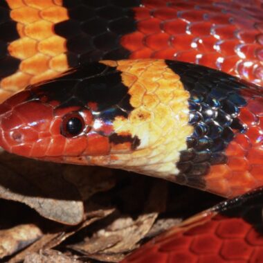 Coral Snake Look-Alikes: How to Identify Them Safely