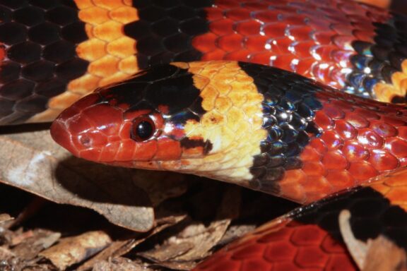 Coral Snake Look-Alikes: How to Identify Them Safely