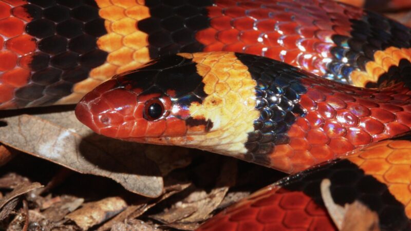 Coral Snake Look-Alikes: How to Identify Them Safely