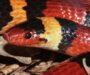 Coral Snake Look-Alikes: How to Identify Them Safely