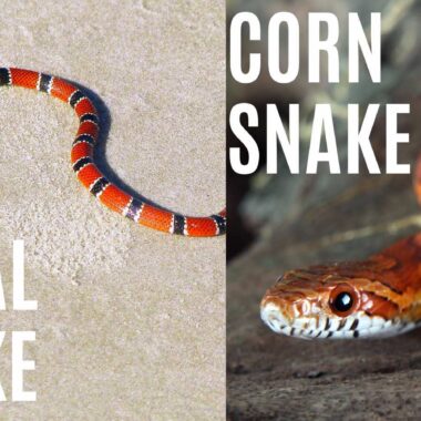 Coral Snake vs King Snake: Key Differences You Should Know