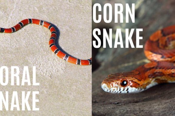 Coral Snake vs King Snake: Key Differences You Should Know