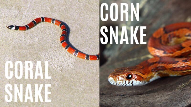 Coral Snake vs King Snake: Key Differences You Should Know