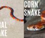 Coral Snake vs King Snake: Key Differences You Should Know