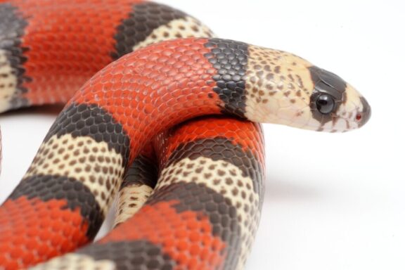 Coral Snake vs King Snake vs Milk Snake: Key Differences Explained
