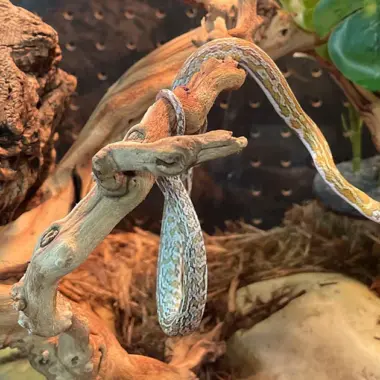 Corn Snake Care Guide: Essential Tips for Beginners