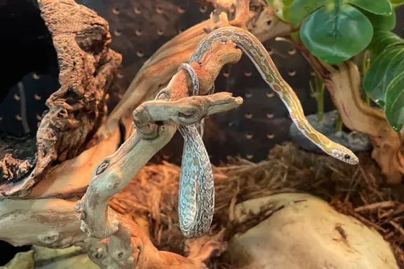 Corn Snake Care Guide: Essential Tips for Beginners