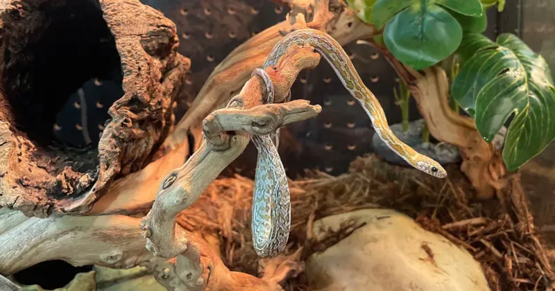 Corn Snake Care Guide: Essential Tips for Beginners