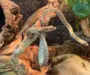 Corn Snake Care Guide: Essential Tips for Beginners