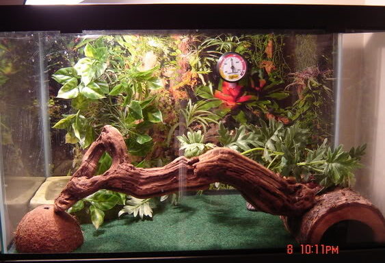 Corn Snake Enclosure Setup: A Complete Guide for Owners