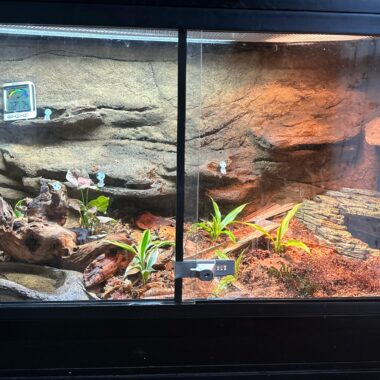 Corn Snake Tank Size: Optimal Enclosure for Healthy Snakes