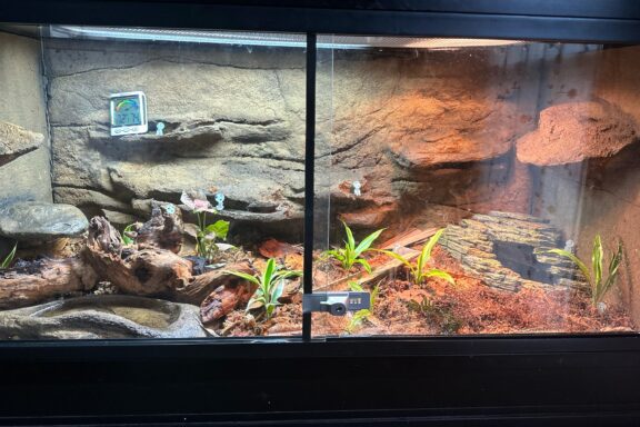 Corn Snake Tank Size: Optimal Enclosure for Healthy Snakes