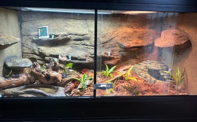 Corn Snake Tank Size: Optimal Enclosure for Healthy Snakes