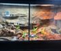 Corn Snake Tank Size: Optimal Enclosure for Healthy Snakes