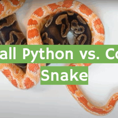 Corn Snake vs Ball Python: Which Pet Snake is Better?