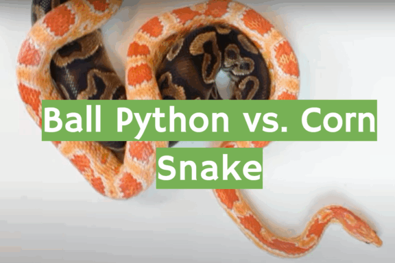 Corn Snake vs Ball Python: Which Pet Snake is Better?