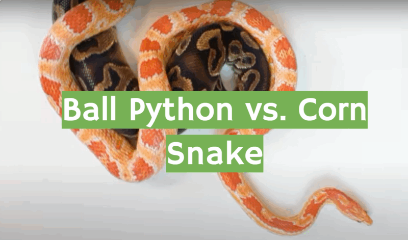 Corn Snake vs Ball Python: Which Pet Snake is Better?