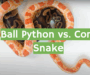 Corn Snake vs Ball Python: Which Pet Snake is Better?
