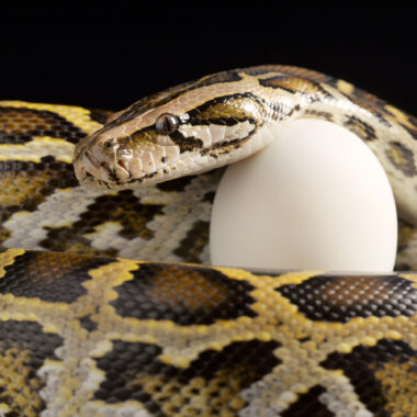 Do All Snakes Lay Eggs? Unveiling Snake Reproduction Methods