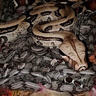 Do Boa Constrictors Lay Eggs? Understanding Their Reproductive Methods