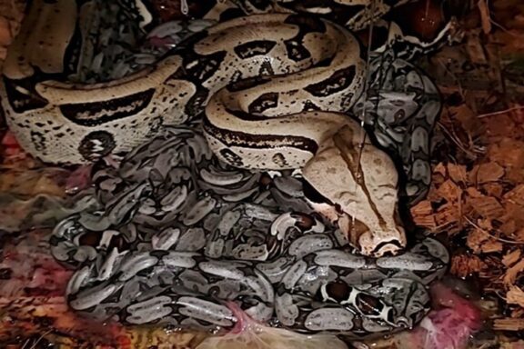 Do Boa Constrictors Lay Eggs? Understanding Their Reproductive Methods