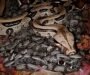 Do Boa Constrictors Lay Eggs? Understanding Their Reproductive Methods